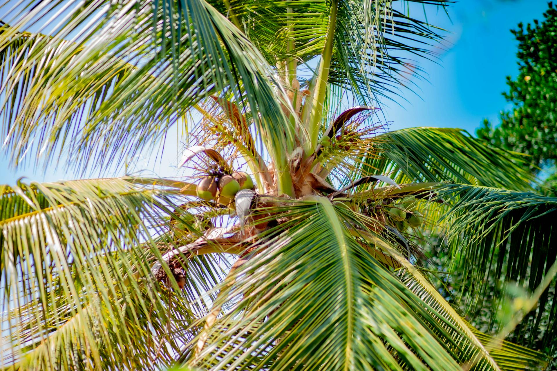 Eco-Resort Development