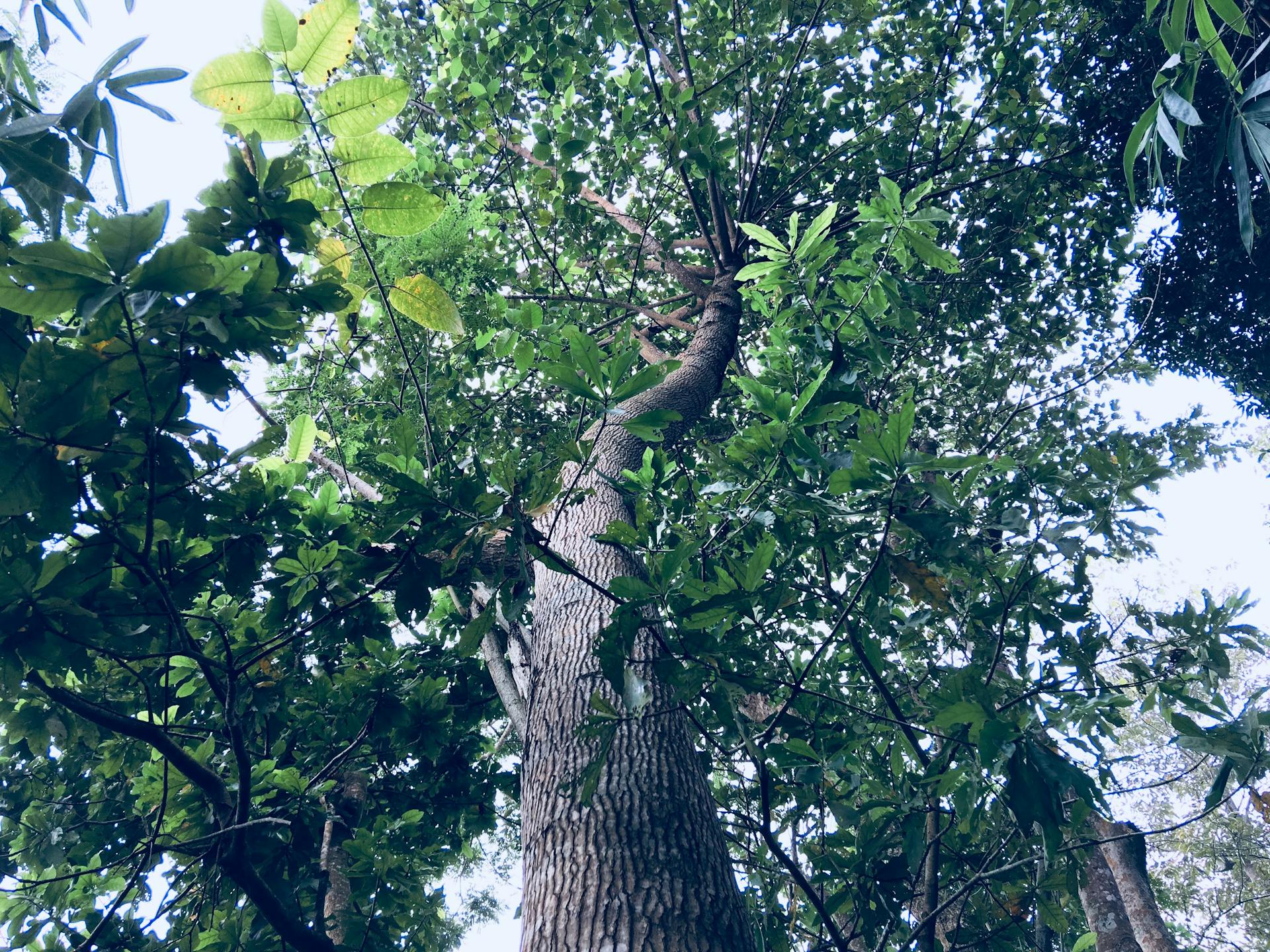 Butterfly & Medicinal Gardens